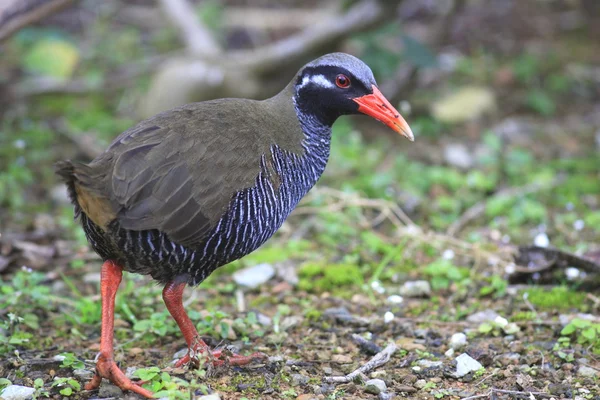 Okinawa rail in Japan — Stock Photo, Image