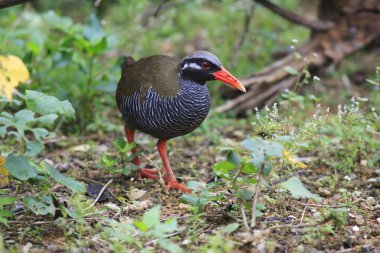 Okinawa demiryolu, Japonya