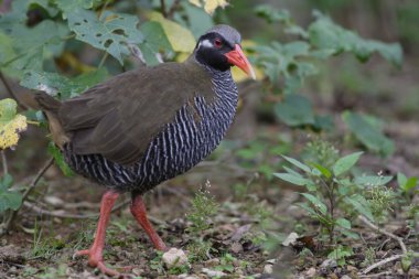 Okinawa demiryolu, Japonya