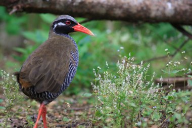 Okinawa demiryolu, Japonya