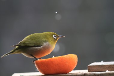 Japon white-eye