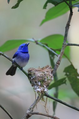 Siyah enseli hükümdar (Hypothymis azurea)