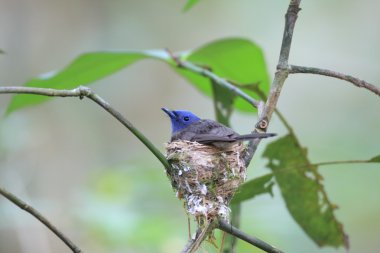Siyah enseli hükümdar (Hypothymis azurea)