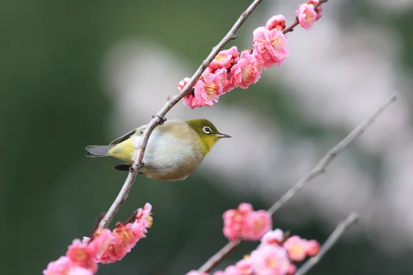 Japanese white-eye in Japan — Stock Photo, Image