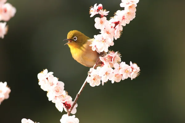 Ojo blanco japonés en Japón — Foto de Stock