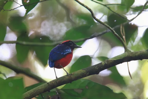 Granate pitta — Foto de Stock