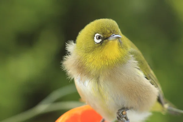 Japanese white-eye — Stock Photo, Image