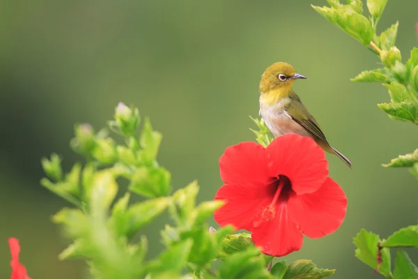 일본 동박새과 — 스톡 사진