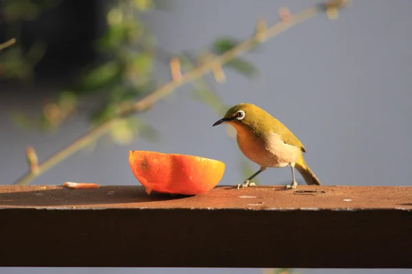 Japanse brilvogels — Stockfoto