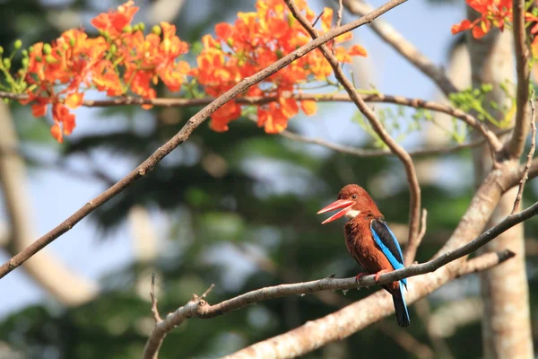 Vit throated kingfisher — Stockfoto