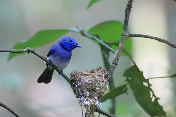 Чернохвостый монарх (Hypothymis azurea ) — стоковое фото