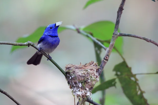 Bělotemenný Monarch (Hypothymis azurea) — Stock fotografie