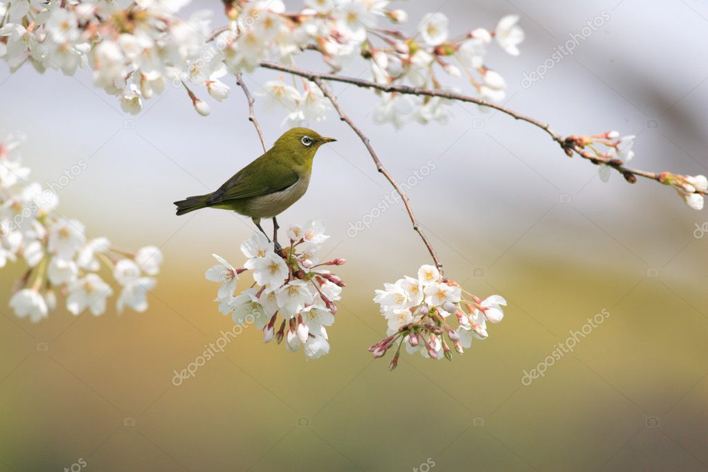 Japanese white-eye in Japan Stock Photo by ©feather0510 14680687