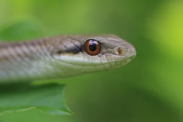 Serpent rayé japonais Elaphe quadrivirgata — Photo