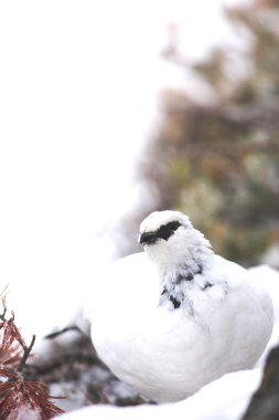 Rock ptarmigan kış tüyleri, Japonya