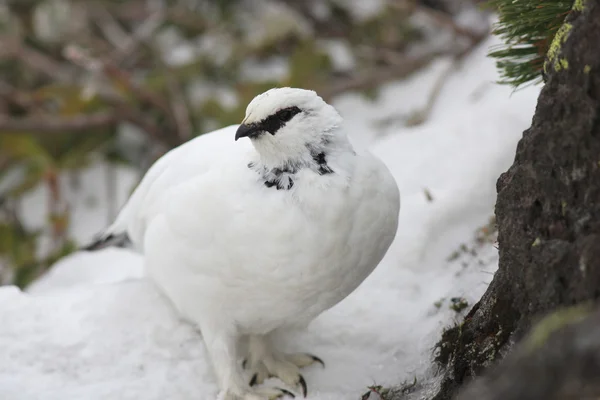 Rock ptarmigan winter plumage in Japan — Stock Photo, Image