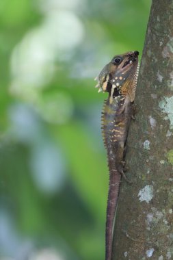 Boyd'un orman Dragon