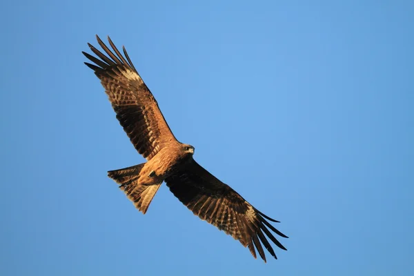 Black Kite flying at blue sky in Japan - Milvus migrans — Stock Photo, Image