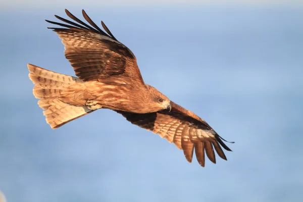 Pipa preta voando no céu azul no Japão Milvus migrans — Fotografia de Stock