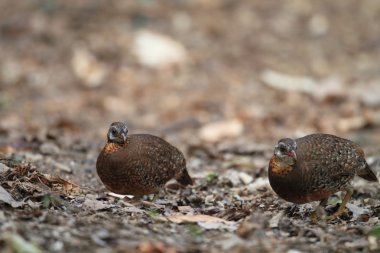 Pul göğüslü keklik (Arborophila chloropus)