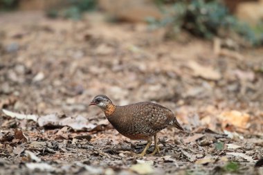 Pul göğüslü keklik (Arborophila chloropus)