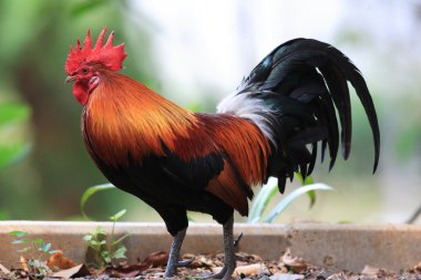 Kırmızı Junglefowl (Gallus gallus)