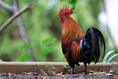 Kırmızı Junglefowl (Gallus gallus)