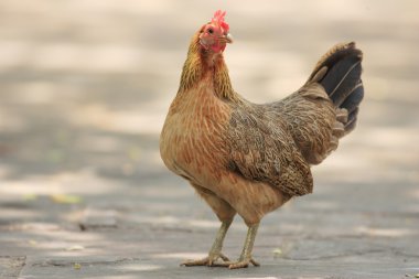 Kırmızı Junglefowl (Gallus gallus)