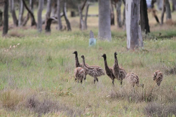 Emu in Australia — Stock Photo, Image