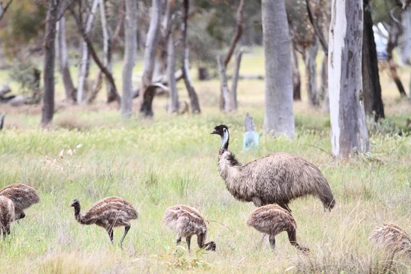 Emu. —  Fotos de Stock