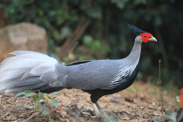 Kalij Pheasant (Lophura leucomelanos) en Tailandia — Foto de Stock