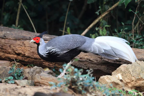 Kalij Bażant (Lophura leucomelanos) w Tajlandii — Zdjęcie stockowe