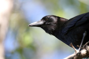 American Crow (Corvus brachyrhynchos) clipart