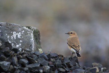 Kuzey kuyrukkakan (Oenanthe oenanthe)