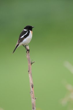 Sibirya Stonechat (Saxicola torquata) Japonya'da