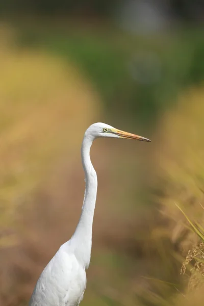 Grande Egret (ardea alba) — Fotografia de Stock