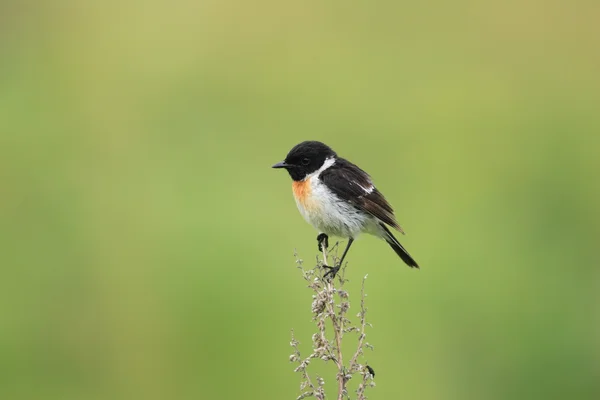 在日本的西伯利亚 Stonechat (黄连该) — 图库照片