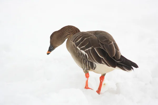 Bean Goose (Anser fabalis) in japan — Stock Photo, Image