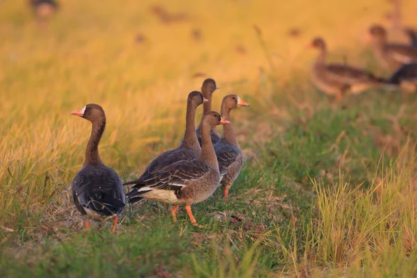 Greater white-fronted goose (Anser albifrons) — Stock Photo, Image
