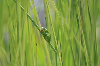 Schlegel'ın yeşil ağaç kurbağası (rhacophorus schlegelii), Japonya