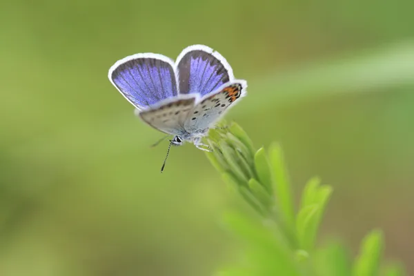 Motýl v přirozeném prostředí (plebejus argus) — Stock fotografie