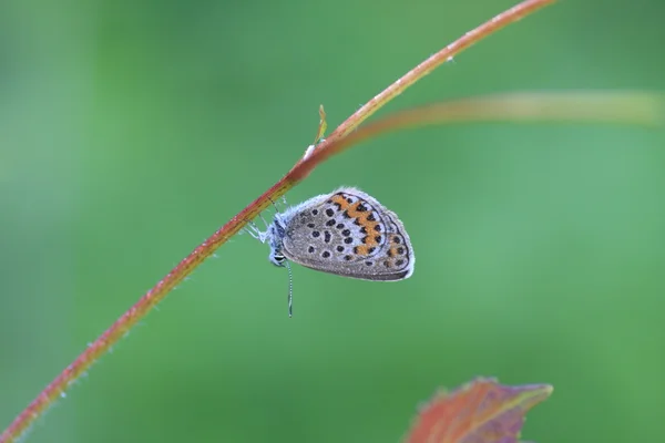 Motýl v přirozeném prostředí (plebejus argus) — Stock fotografie