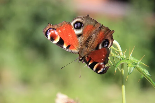 European Peacock (Inachis io) — Stock Photo, Image