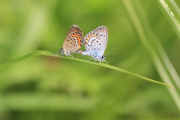 Бабочка в естественной среде обитания (plebejus argus ) — стоковое фото