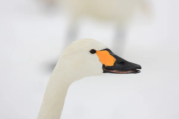 Cisne de Tundra (Cygnus columbianus) en Japón —  Fotos de Stock