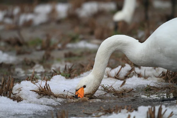 Tundra swan (Cygnus columbianus) in Japan — Stock Photo, Image