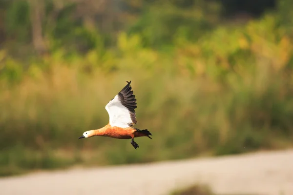 Casarca (Tadorna ferruginea) vliegen — Stockfoto