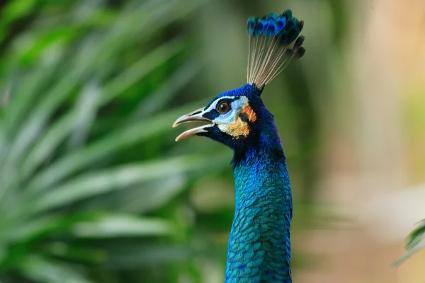 Indian peafowl — Stock Photo, Image