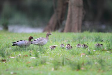 Avustralya ahşap ördek (Chenonetta Jubata), Royal National park