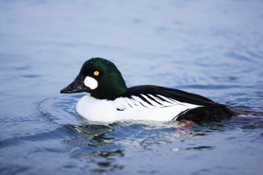 ortak goldeneye bucephala clangula, Japonya